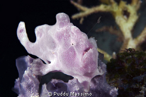 nikon d2x 60mm macro by Puddu Massimo 